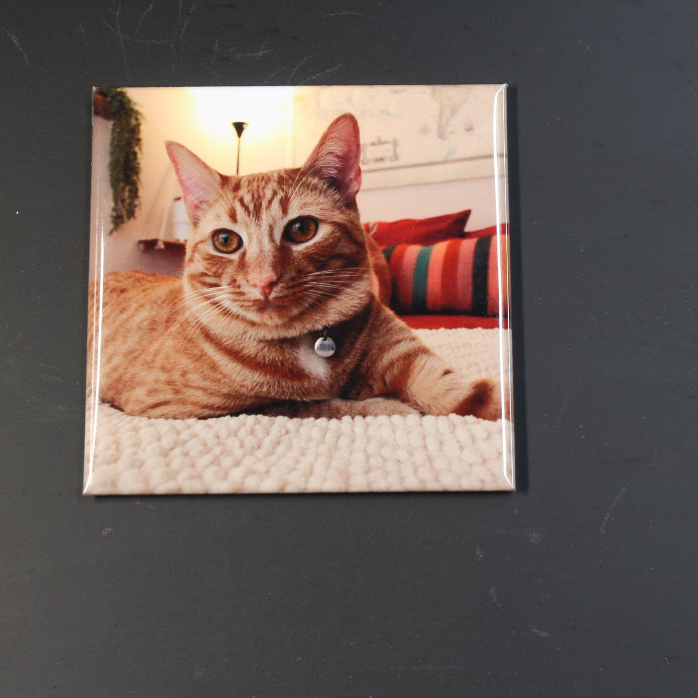 Square photo magnet with a cat design on a dark surface